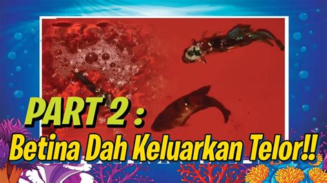 TIPS BERJAYA DALAM BIDANG IKAN LAGA ! .